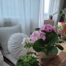 연분홍약국 이미지