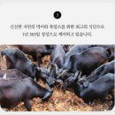 흑염소 진액이 30%? - 신월농가 흑염소 진액으로 몸 건강 챙겨요 (어머니 생신 선물 후기)