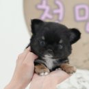 미유펫 강아지분양 고양이분양 부천점 이미지