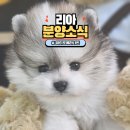 야옹아 멍멍해봐 계림점 이미지