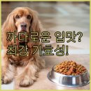 퍼피베이크 이미지