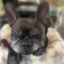 요미능이백숙 | 은평구 북한산 맛집 계곡 백숙이 생각나면 다솔가든 강아지동반 가능