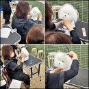 코리아애견샵 | 애견미용자격증 가정에서 직접 해줄 수 있는 자격증수업 추천 리얼 후기 (feat. 금액)