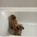 몽상가인(주) | 두바이에 미친 사람이 여기 있었네요