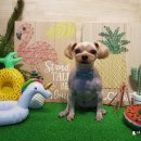 체인지펫미용 이미지