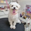 리틀댕댕 이미지