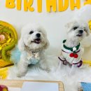 댕겨와유 이미지