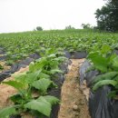 학의농장 이미지