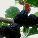 만복농장 이미지