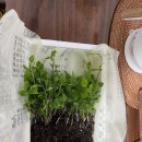 삽교농협내포농수산물종합유통센터 | 내포하나로마트/삽교농협내포농수산물종합유통센터 <삽다리더덕>