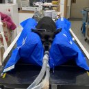 주식회사 복성 | 고령견 뇌하수체종양 MRI 진단 후 정위방사선치료(SRT)로 경련 조절한 치료 사례 | 로얄동물외과수술센터