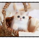 강서고양이분양 나비캣 이미지