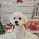 멍테일즈 | 매탄동 애견샵 멍테일즈 위치.가격.시간.후기