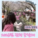 (주)동백투어 | 2026년 진해군항제 🌸 후기!(3/27~4/5), 처음 가본 진해군항제 후기, 버스투어(동백투어) 이용후기!
