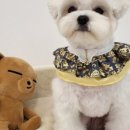 꽁꼼하개 이미지