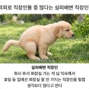 의외로 많다는 실외배변 직장인 이미지