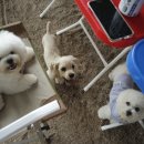 도그럭스 이미지