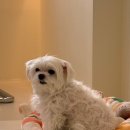 빠찌애견 이미지