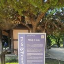 영신마을(뽕모실마을) | #공주가볼만한곳#유네스코세계유산마곡사#마곡사고목#공주해탈문#상사화#천왕문#명부전#심검당및고방...