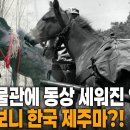 화염 속을 하루 51번 왕복하며 포탄 5톤을 운반한 전쟁 숨은 영웅! 알고 보니 한국 제주마? | KBS 특집 20250606 방송 이미지