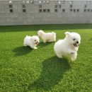 코모네 펫하우스 이미지