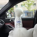 멍멍아학교가자 (대명점) 이미지