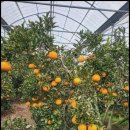 다미농장 이미지