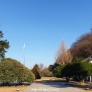 의령 충익사 모과나무 이미지