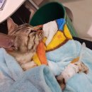 MJ캐터리 이미지