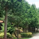 남해편백자연휴양림 이미지