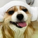 그루밍 멈머 이미지