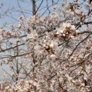 인천 벚꽃 명소 5곳 이미지