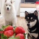 이누인 | 안전한 ANF 강아지사료추천 중대형견 ANF 6Free+ 먹이는 이유