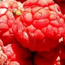 꾸지뽕의 효능 및 부작용 이미지