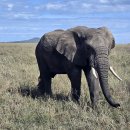 세렝게티 이미지