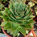 쿤타킨테 이미지