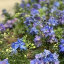 나의 작은 정원-홈 가드닝 이미지