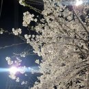26.4月#1｜벚꽃은 피는데 야구는 왜 이래?