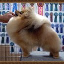 그루밍쇼 이미지