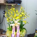 우림약품 Daum카페