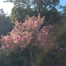 보고봄 | 여수 겹벚꽃 오동도 개화상황 보고 온 봄 산책 후기