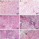 드렁허리의 Aeromonas hydrophila 이미지