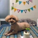 제주댕댕스푼 | [수제간식]댕댕스푼 케이크,간식 후기