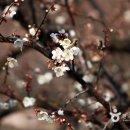봄꽃 소식 들으러 찾아간 길 광양 옥룡사 동백나무 숲 이미지