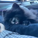 쿨펫동물병원 킨텍스점 | 내 강아지의 일상 _ 십자인대 수술(TPLO)/3~7일차