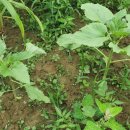 새참농장 이미지