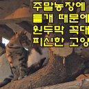 들개농장 이미지
