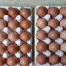 갑진농장 이미지