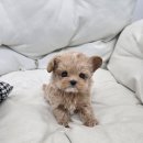 퍼피메이트 안심분양센터 동탄 강아지분양 이미지