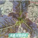 잊혀저가는 토종 상추 이미지